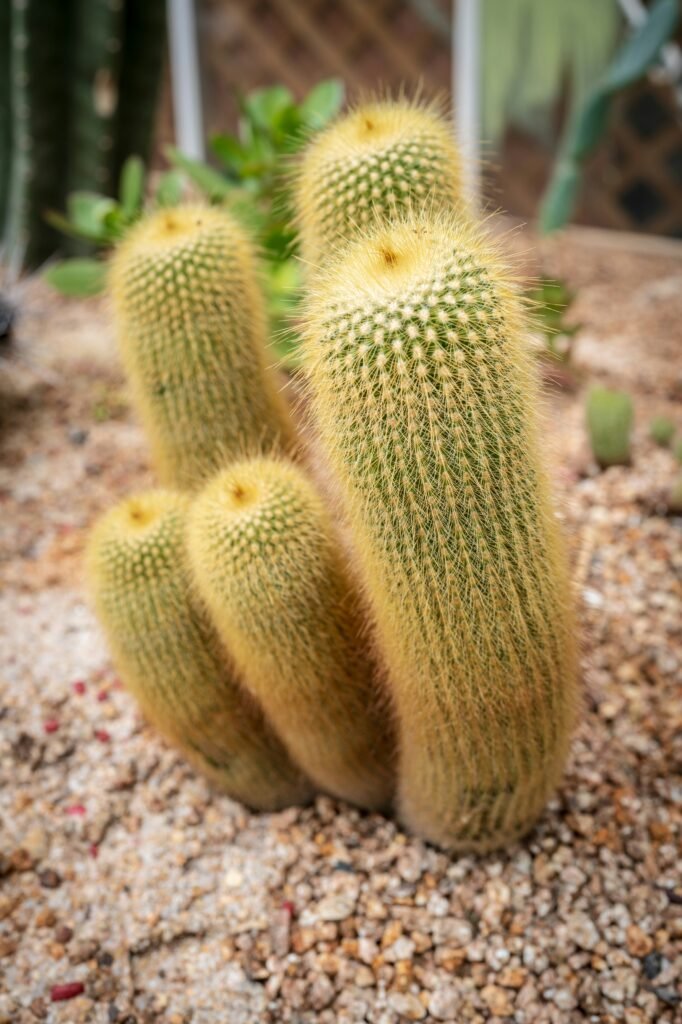 cuidar de cactos