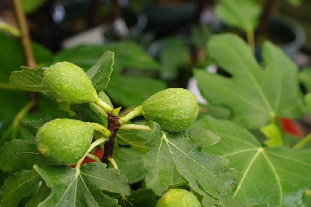 plantas frutíferas