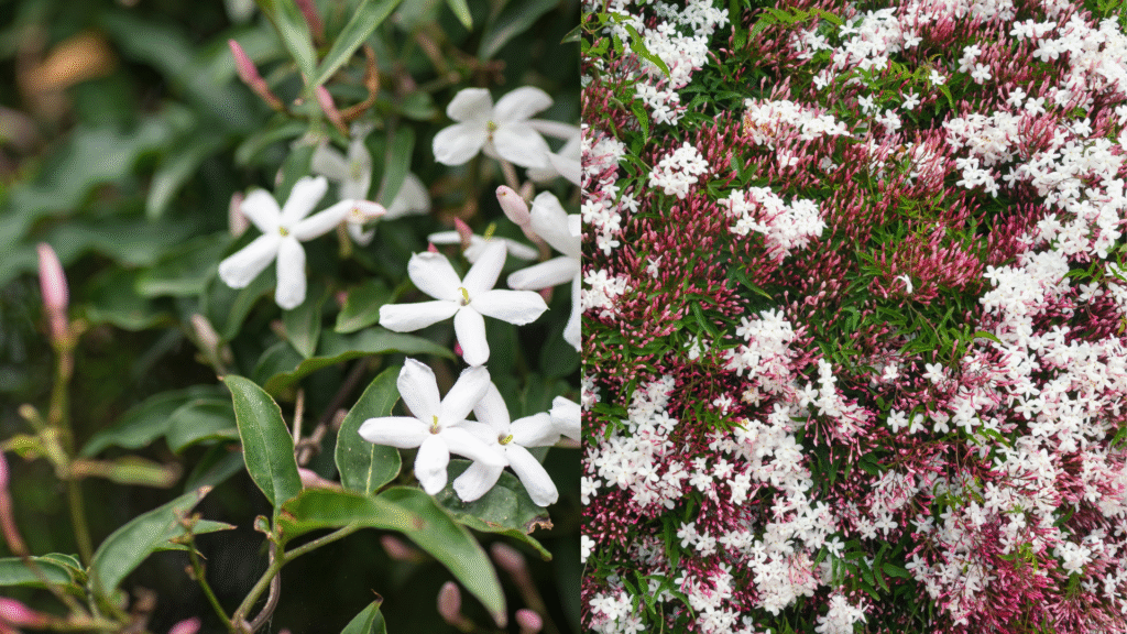 Close-up de flores brancas do Jasmim-dos-poetas (Jasminum polyanthum) com botões rosados ao fundo, em pleno florescimento.