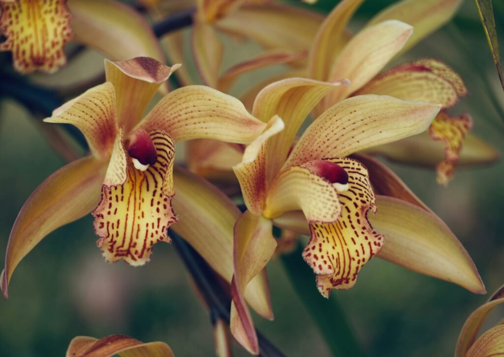 Close-up de flores de orquídea Cymbidium em tons de amarelo com listras e manchas vermelhas, destacando seus detalhes exóticos.