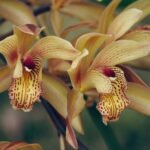 Close-up de flores de orquídea Cymbidium em tons de amarelo com listras e manchas vermelhas, destacando seus detalhes exóticos.