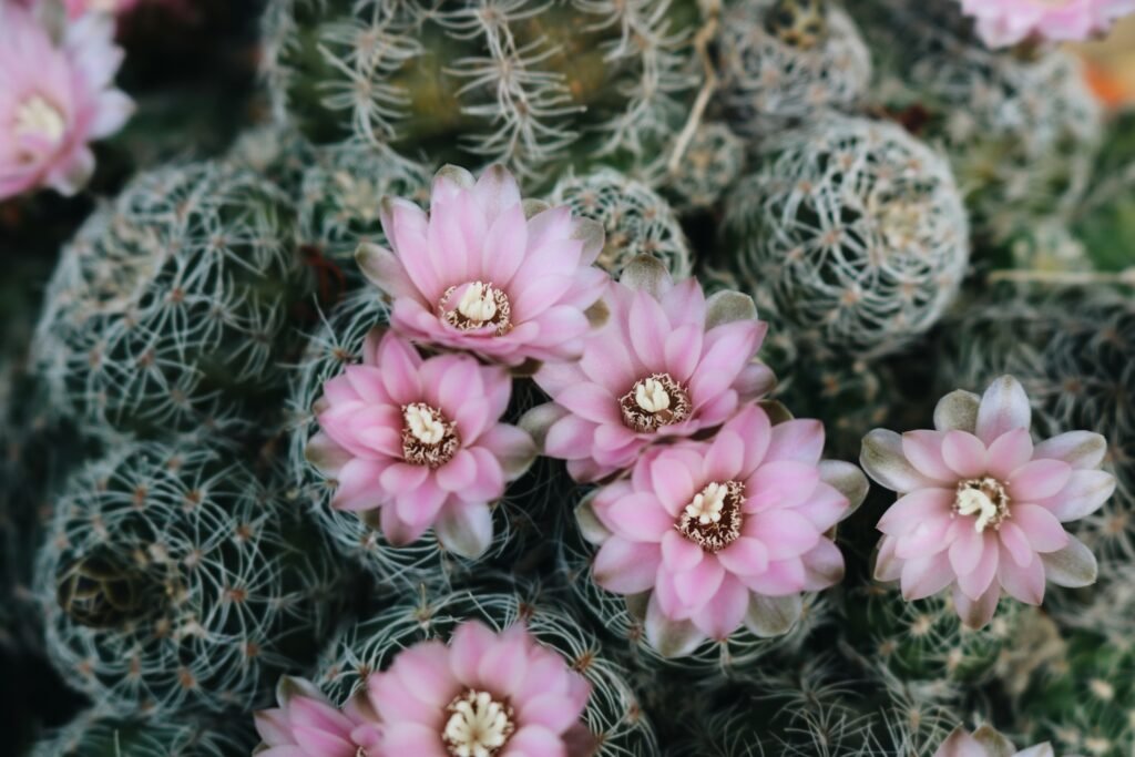 Close-up de flores rosa delicadas desabrochando sobre um cacto Mammillaria, com espinhos finos e fundo desfocado.