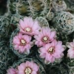 Close-up de flores rosa delicadas desabrochando sobre um cacto Mammillaria, com espinhos finos e fundo desfocado.