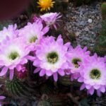 Close-up de flores rosa vibrantes desabrochando em um cacto Echinopsis, com pétalas delicadas e centro amarelado, em um jardim com pedras ao fundo.