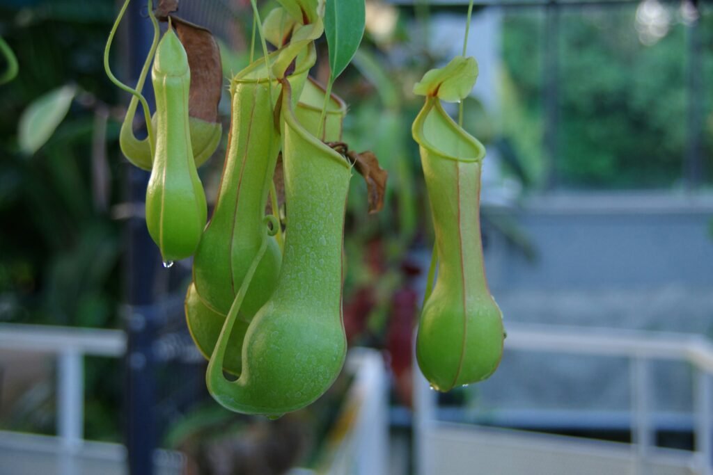 Close-up de jarros verdes da planta carnívora Nepenthes, pendendo de hastes em ambiente tropical.