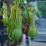 Close-up de jarros verdes da planta carnívora Nepenthes, pendendo de hastes em ambiente tropical.