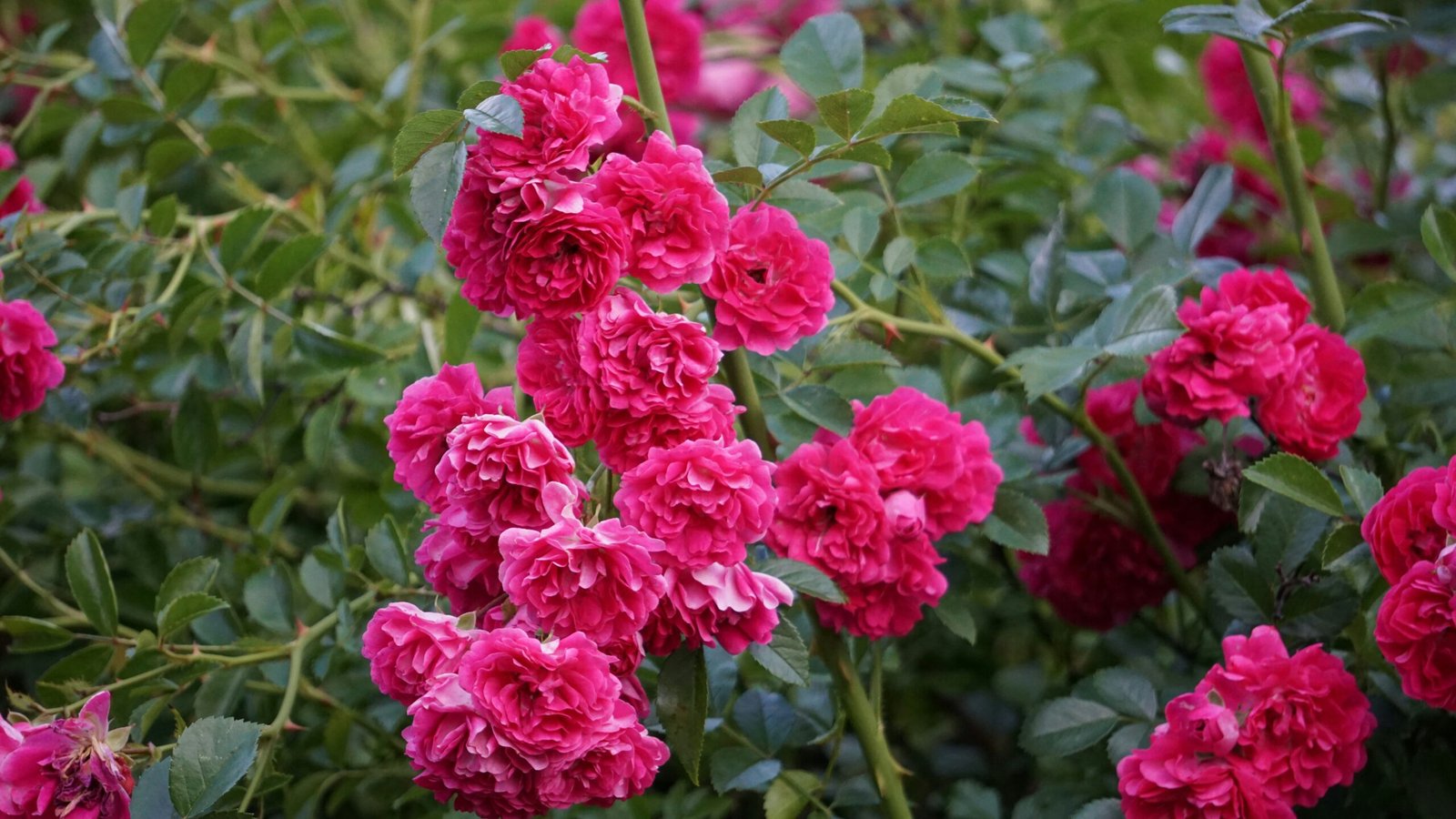 Close-up de rosas-trepadeiras em tom rosa vibrante, com várias flores em plena floração, formando um denso arranjo sobre ramos verdes.