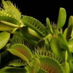 Close-up de uma Dionaea muscipula (Venus Flytrap), planta carnívora com armadilhas verdes abertas, exibindo dentes finos e um inseto preso em uma delas.