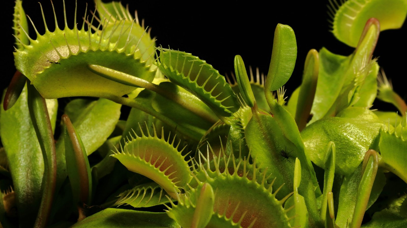 Close-up de uma Dionaea muscipula (Venus Flytrap), planta carnívora com armadilhas verdes abertas, exibindo dentes finos e um inseto preso em uma delas.