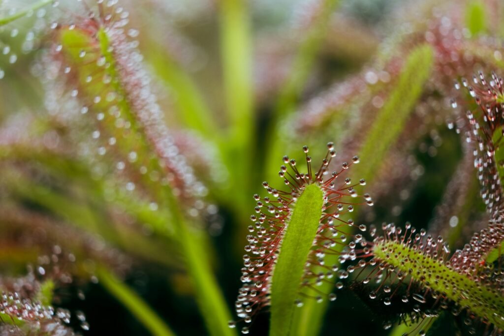 Close-up de uma Drosera com tentáculos cobertos por gotículas pegajosas que capturam insetos.