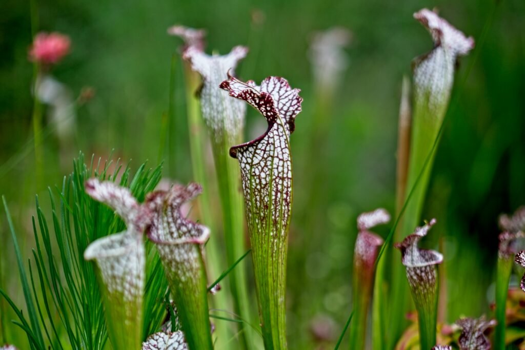 Close-up de uma Sarracenia leucophylla, planta carnívora de jarro com padrões brancos e bordas avermelhadas, destacando-se entre a vegetação verde ao redor.