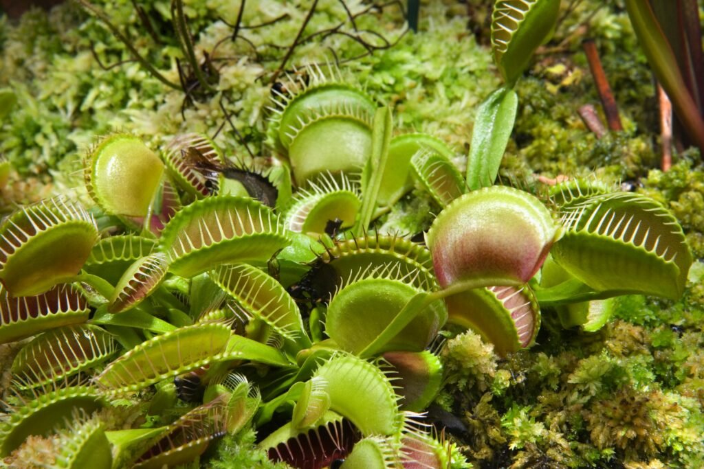 Close-up de uma Vênus-papa-moscas com armadilhas abertas e insetos presos.