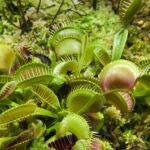 Close-up de uma Vênus-papa-moscas com armadilhas abertas e insetos presos.