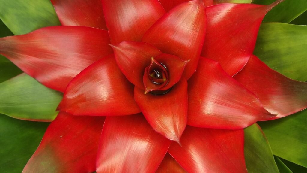 Close-up de uma bromélia Guzmania com folhas vermelhas intensas e centro brilhante, contrastando com a base verde.