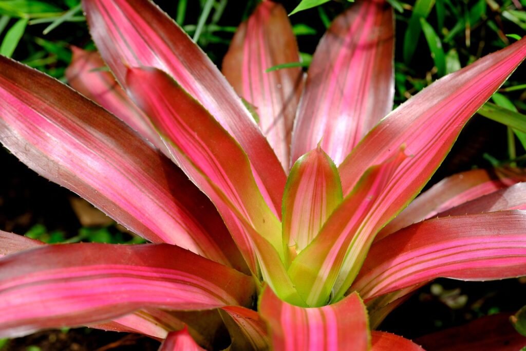 Close-up de uma bromélia com folhas em tons vibrantes de rosa e verde, destacando seu formato em roseta e brilho natural sob a luz do sol.