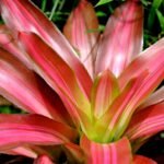 Close-up de uma bromélia com folhas em tons vibrantes de rosa e verde, destacando seu formato em roseta e brilho natural sob a luz do sol.