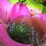 Close-up de uma bromélia com folhas rosa e verdes formando um reservatório central com água, onde pequenas flores roxas estão desabrochando.