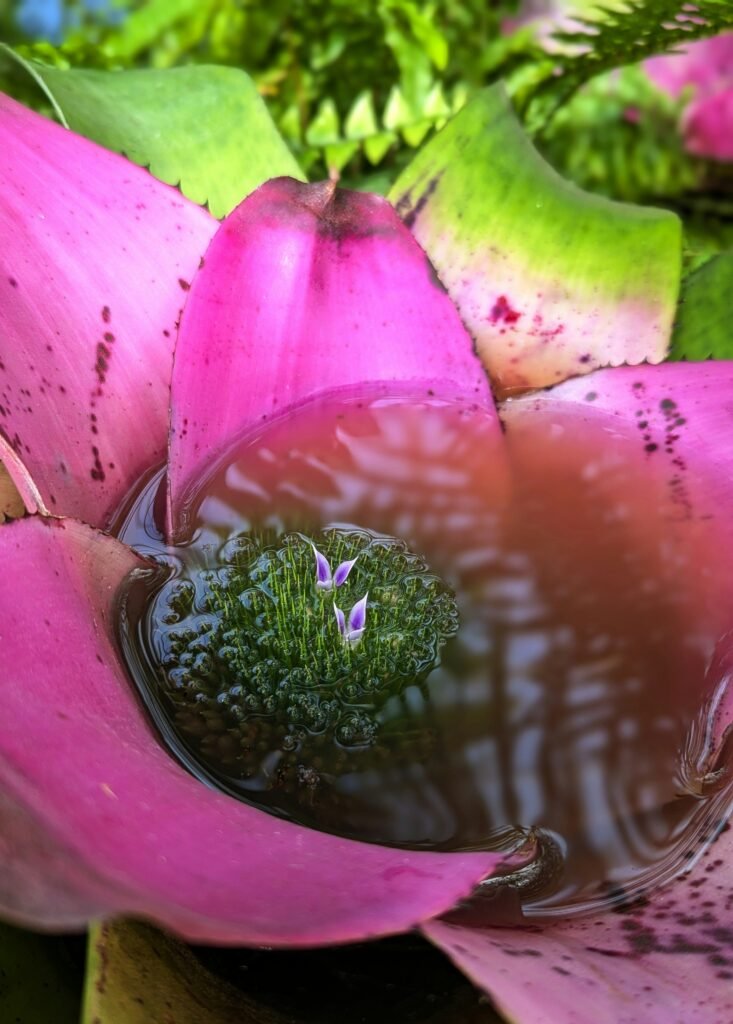 Close-up de uma bromélia com folhas rosa e verdes formando um reservatório central com água, onde pequenas flores roxas estão desabrochando.