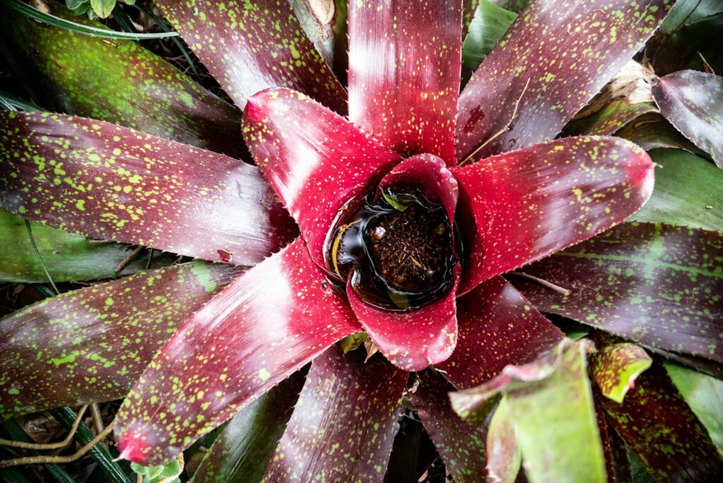 Close-up de uma bromélia com folhas verdes e bordas avermelhadas, destacando o centro em vermelho intenso que acumula água em seu “copo” natural.