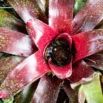 Close-up de uma bromélia com folhas verdes e bordas avermelhadas, destacando o centro em vermelho intenso que acumula água em seu “copo” natural.