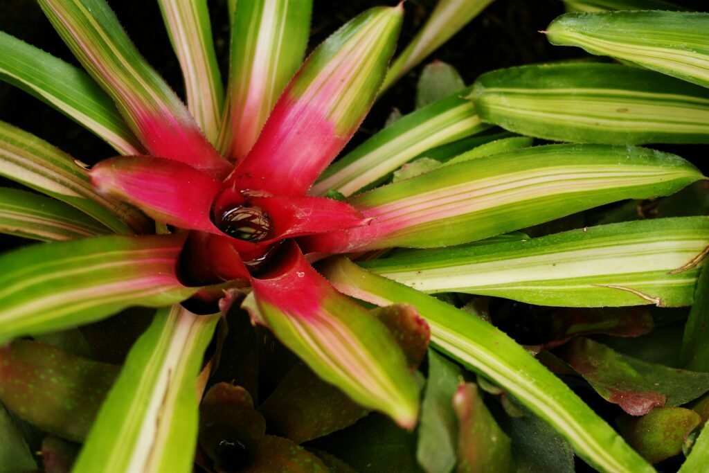 Close-up de uma bromélia com folhas verdes listradas de creme e centro vermelho intenso, contendo um pequeno reservatório de água.