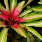 Close-up de uma bromélia com folhas verdes listradas de creme e centro vermelho intenso, contendo um pequeno reservatório de água.