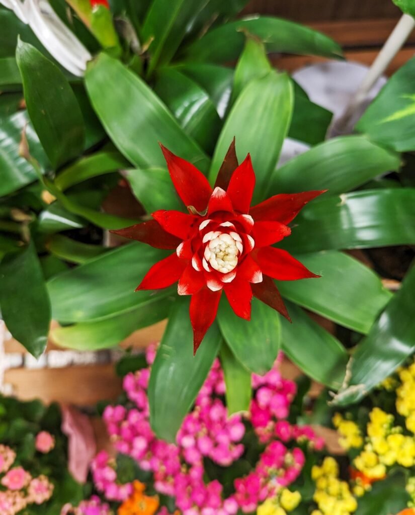 Close-up de uma bromélia vermelha com centro branco, destacando-se entre folhas verdes e flores coloridas ao fundo.