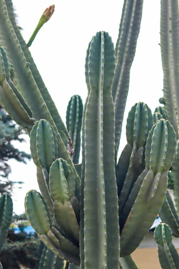 Close-up do cacto Mandacaru (Cereus jamacaru) com colunas verdes eretas e botão floral no topo, em ambiente externo.