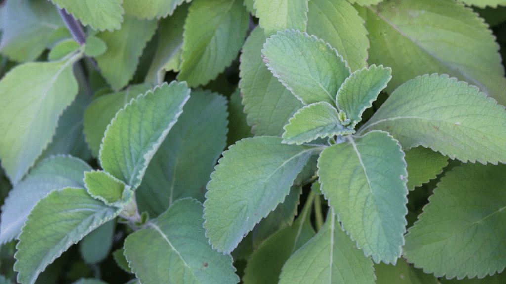 Planta Coleus barbatus em ambiente tropical com folhas verdes eretas.