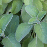 Planta Coleus barbatus em ambiente tropical com folhas verdes eretas.