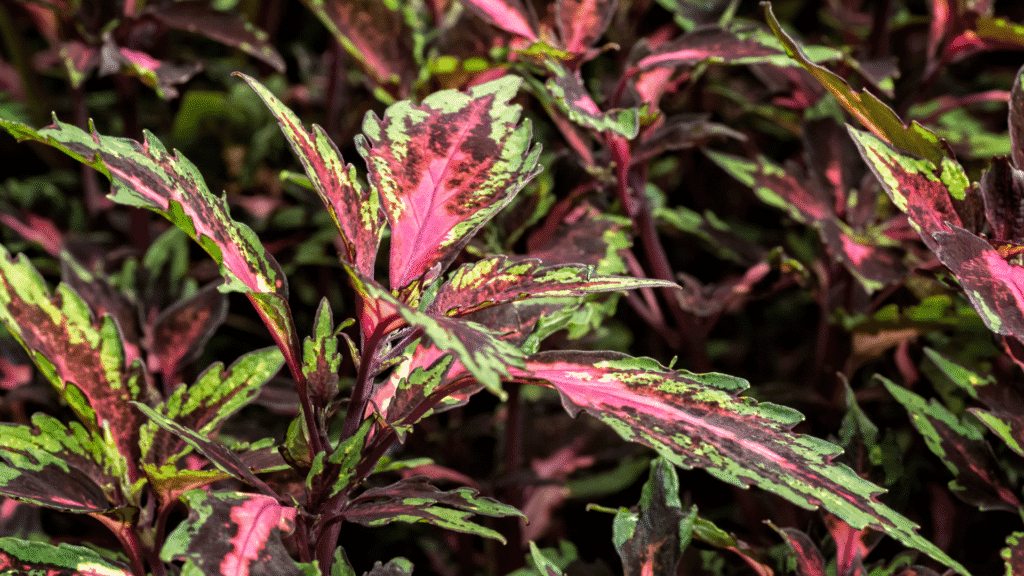 Coleus FlameThrower Chili Pepper com folhas estreitas e vermelhas em contraste com verde.