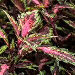 Coleus FlameThrower Chili Pepper com folhas estreitas e vermelhas em contraste com verde.
