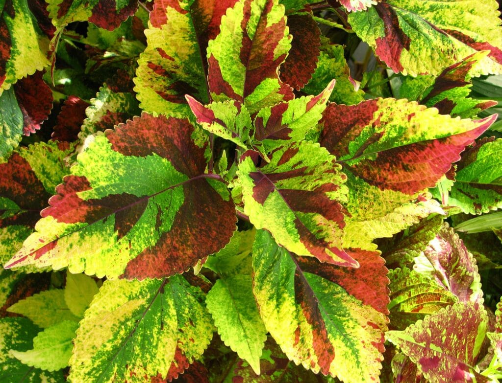 Coleus Kong Mosaic com folhas grandes mescladas em verde, roxo, creme e rosa, variedade ornamental para jardins e vasos.