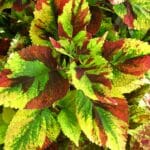 Coleus Kong Mosaic com folhas grandes mescladas em verde, roxo, creme e rosa, variedade ornamental para jardins e vasos.