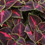 Coleus Kong Red com folhas grandes em vermelho intenso e bordas verdes, planta ornamental para vasos e jardins.