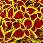 Coleus Wizard Golden, um dos tipos de coleus com folhas vermelhas intensas e bordas amarelas vibrantes.