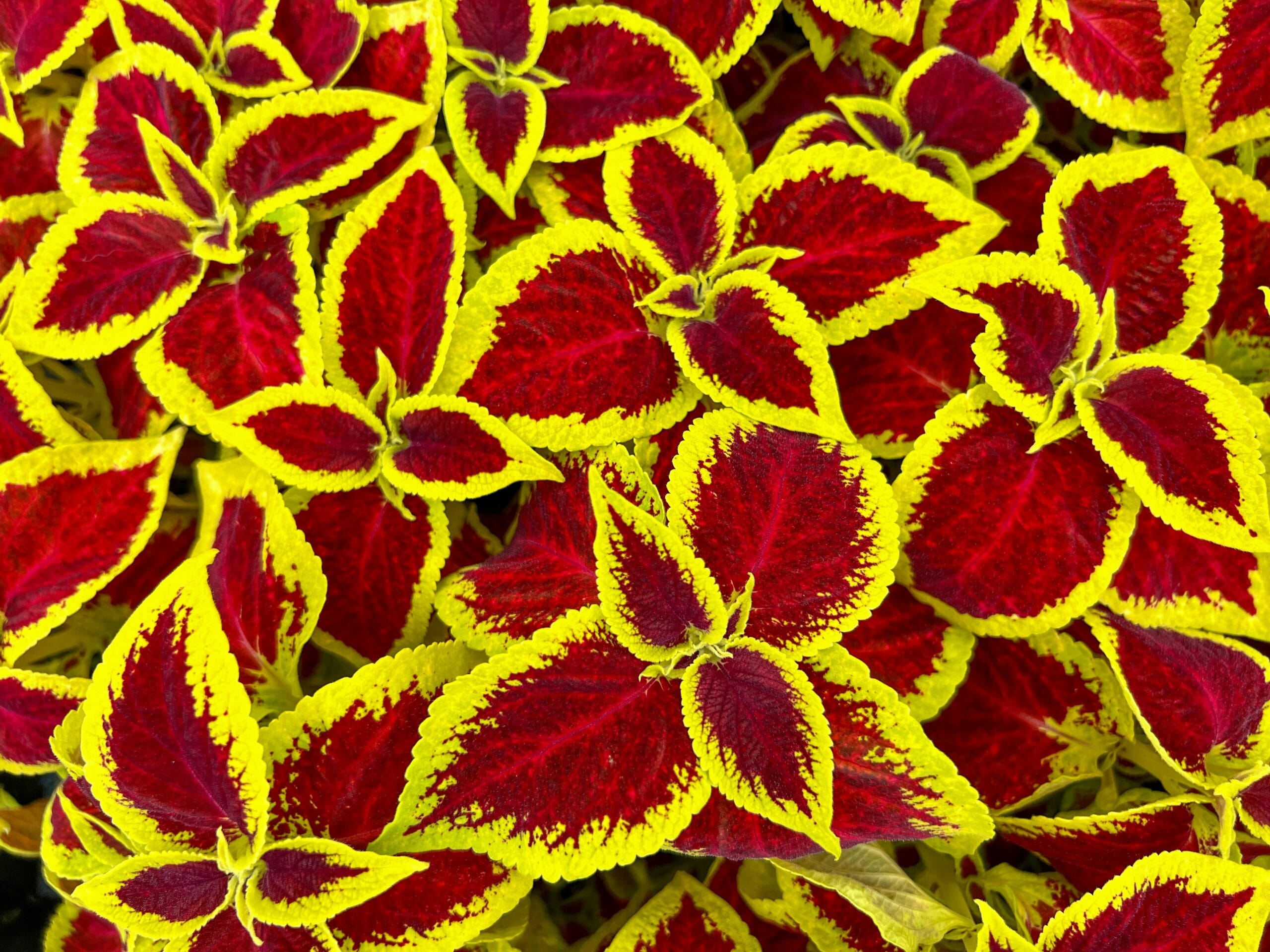 Coleus Wizard Golden, um dos tipos de coleus com folhas vermelhas intensas e bordas amarelas vibrantes.