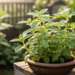 Coleus barbatus em vaso de barro iluminado pelo sol da manhã, simbolizando saúde e vitalidade.