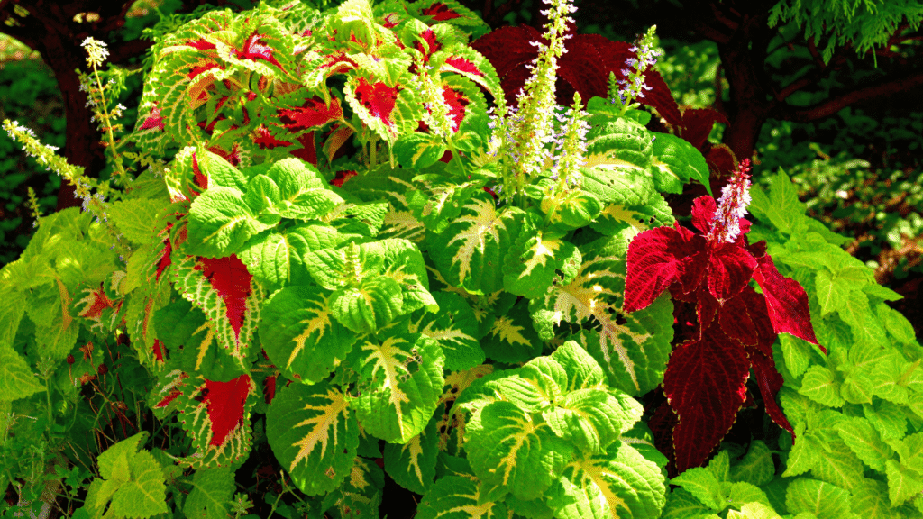 Coleus coloridos em um jardim ensolarado, com folhas verdes, vermelhas e bordas rendadas.