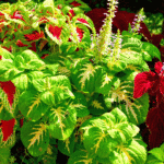 Coleus coloridos em um jardim ensolarado, com folhas verdes, vermelhas e bordas rendadas.