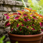 Coleus em vaso próximo a muro para proteção.