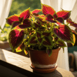 Coleus Coração-Magoado em vaso recebendo luz indireta para realçar as cores.