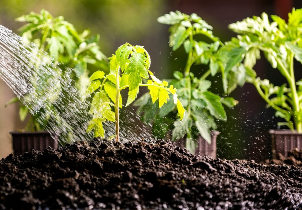 Regando muda de tomate cereja em solo fértil para cultivo saudável.