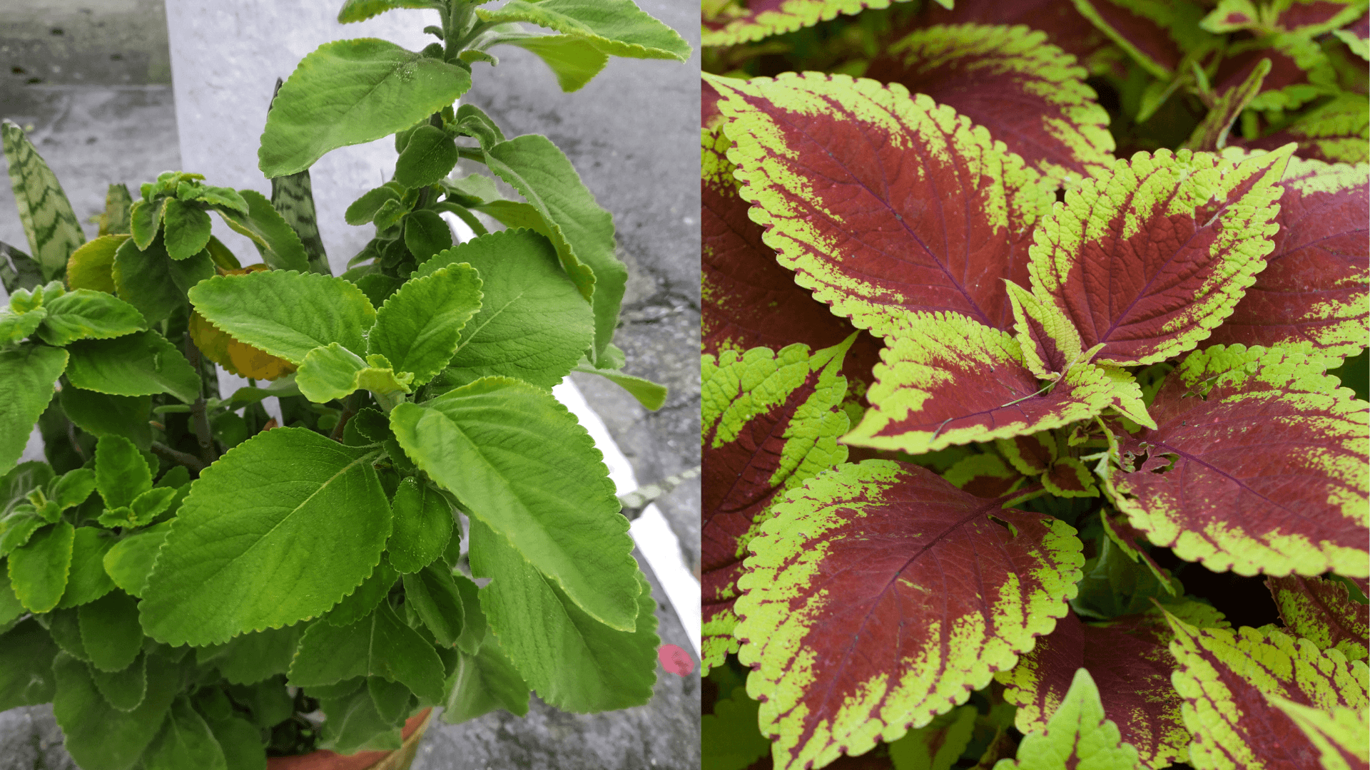 Comparação entre Coleus barbatus de folhas verdes e Coleus ornamental colorido.