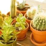 Conjunto de cactos e suculentas em vasos sobre uma mesa de madeira, em ambiente iluminado pela luz natural.
