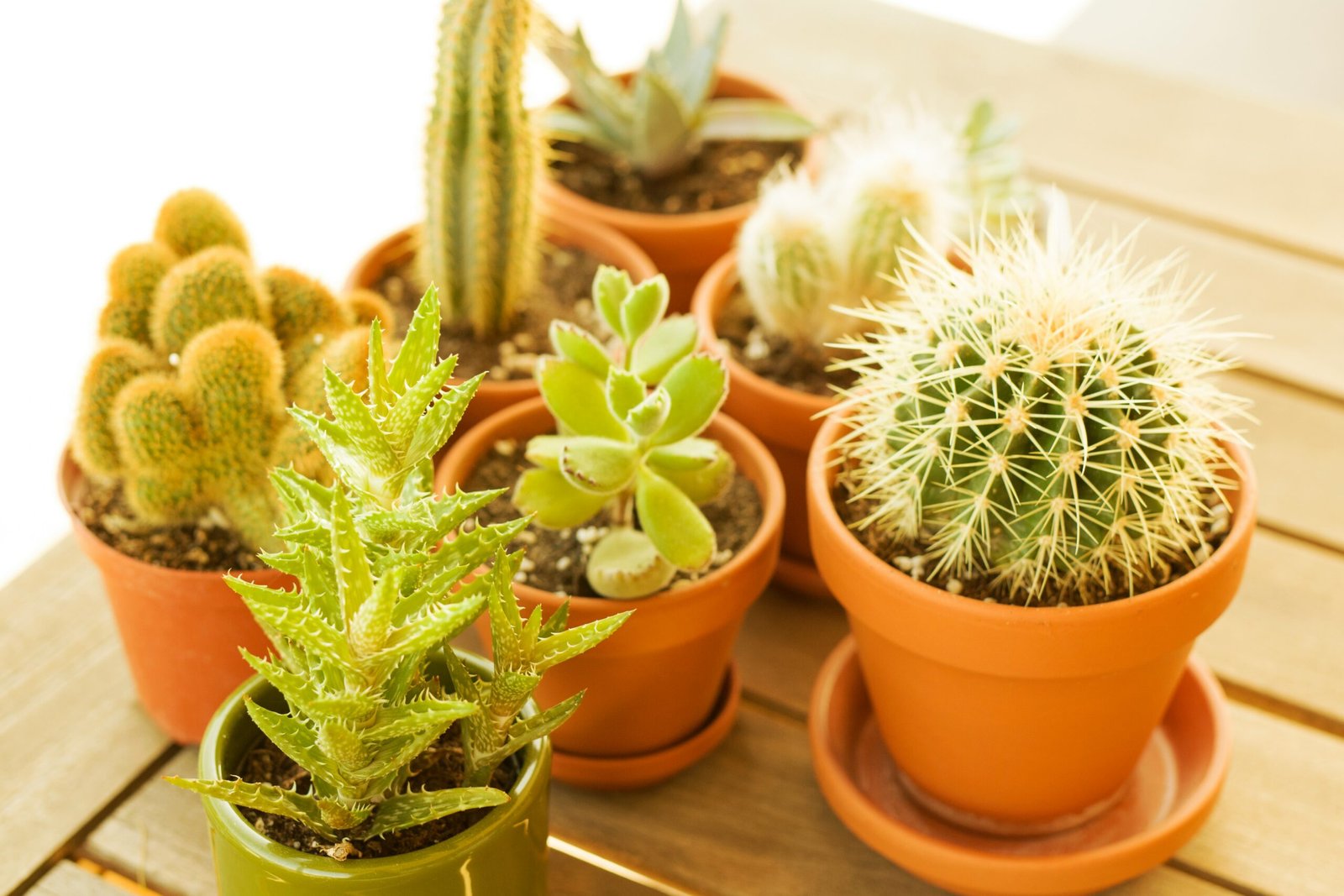 Conjunto de cactos e suculentas em vasos sobre uma mesa de madeira, em ambiente iluminado pela luz natural.