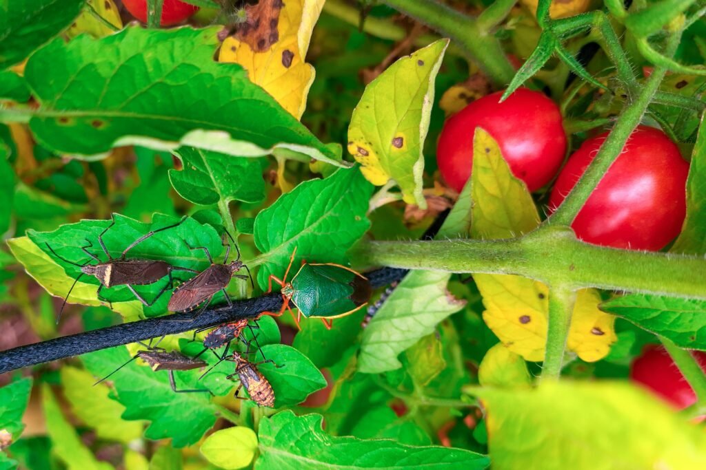 Pragas no tomate cereja, incluindo percevejos e insetos sugadores, atacando folhas e frutos, exigindo controle para evitar danos à produção.