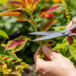 Corte de estaca de Coleus com tesoura.