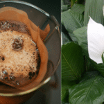 Da pra usar borra de café no lirio da paz