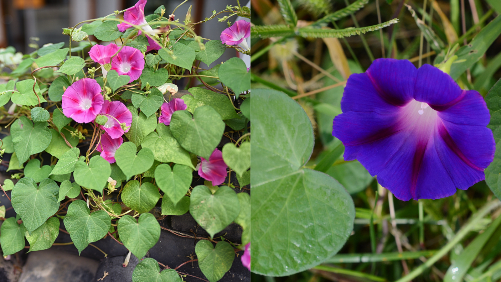 Detalhe da Glória-da-manhã (Ipomoea tricolor) com flores em tons de rosa e roxo, em contraste com suas folhas verdes em formato de coração.